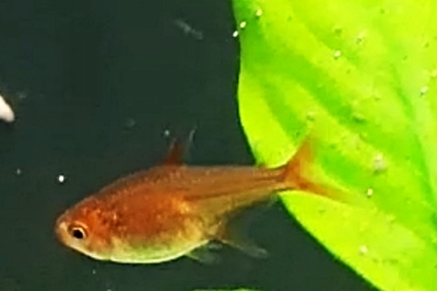Funkensalmler / Feuertetra