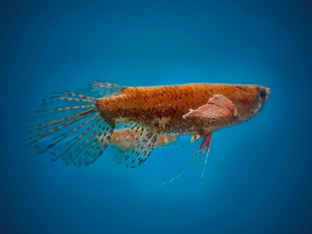 Afrikanischer Schmetterlingsfisch Pantodon buchholzi