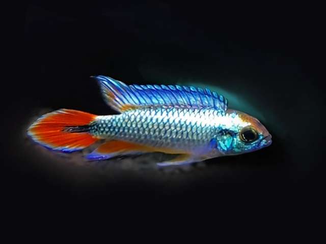 Agassizi Zwergbuntbarsch Alenquer Red Tail A. agassizi