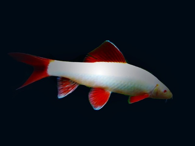 Albino Fransenlipper Epalzeorhynchos frenatus