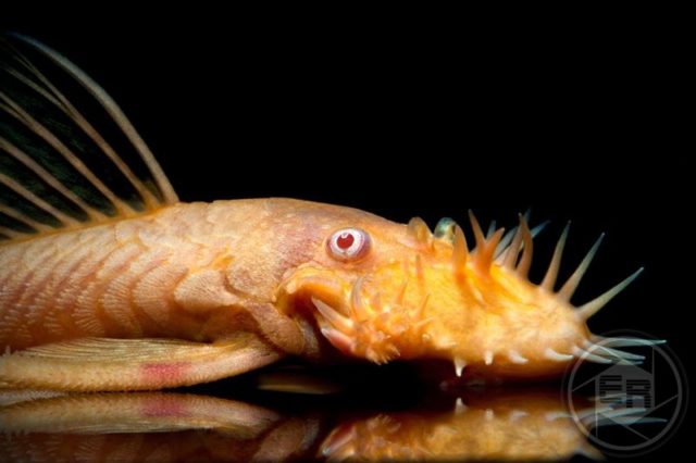 Ancistrus dolichopterus Gold-Antennenwels von Zierfischzucht Kotterba