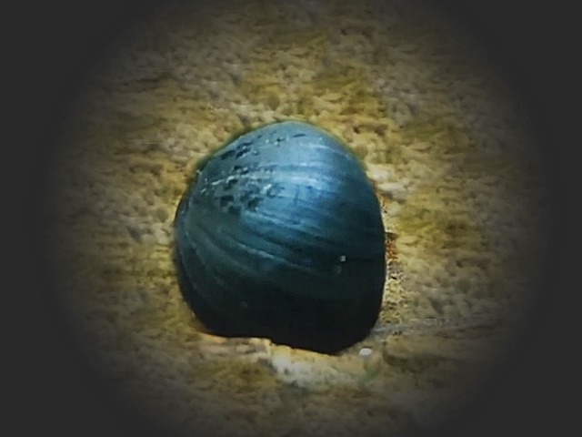 Anthrazitnapfschnecke, Stahlhelmschnecke Neritina pulligera