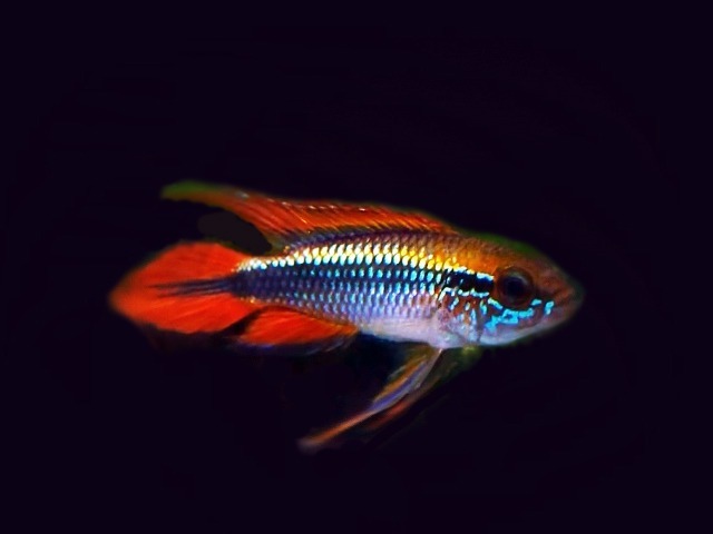 Apistogramma-agassizii-Doppelt-Rot
