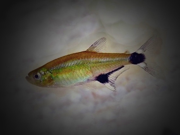 Augenflecksalmler Aphyocharax paraguensis