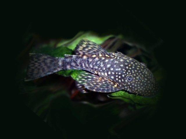 Blauer Antennenwels Ancistrus dolichopterus