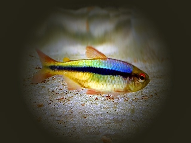 Blauer Tapajos Salmler Hyphessobrycon melanostichos