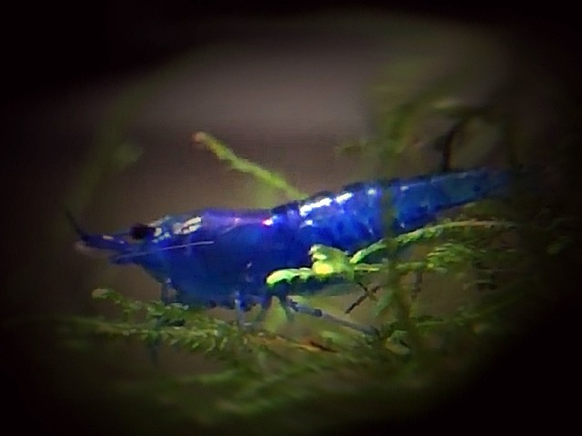 Blue Carbon Rili Garnele Neocaridina Davidi