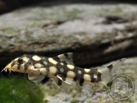 Netzschmerle Botia lohachata