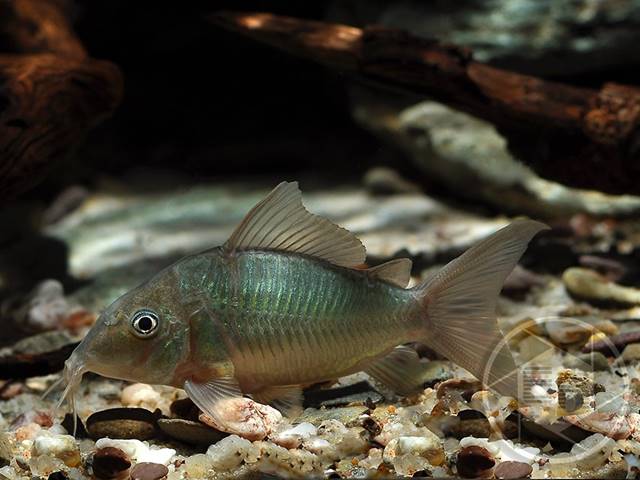 Brochis splendens