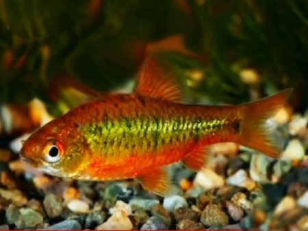 Brokatbarbe Barbus semifasciolatus Barbus schuberti