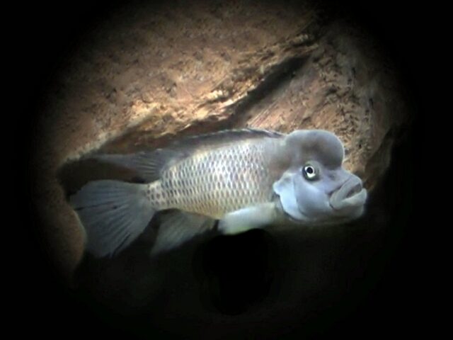 Buckelkopfbuntbarsch Steatocranus casuaris