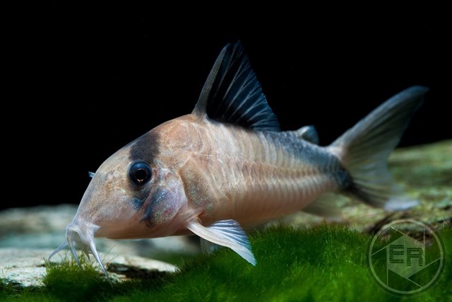 Corydoras-davidsandsi