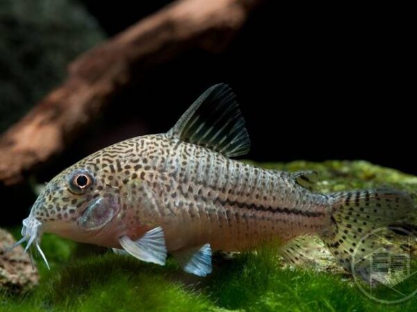 Leopardpanzerwels Corydoras julii Leopardpanzerwels Corydoras julii