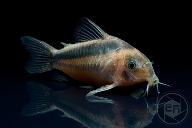 Corydoras-rabauti