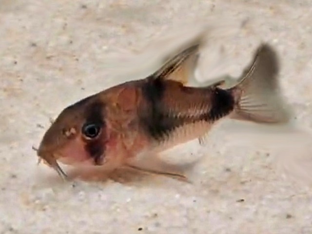 Corydoras-weitzmani