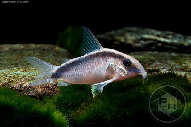 Stromlinienpanzerwels Corydoras arcuatus