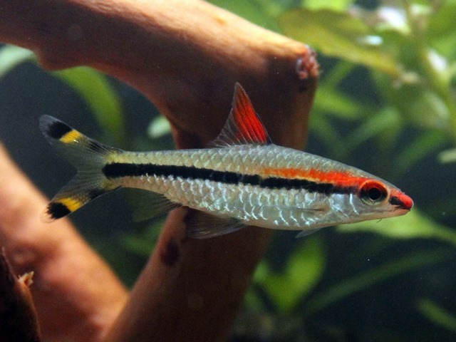 Denisonibarbe Rotstrichbarbe Puntius denisoni
