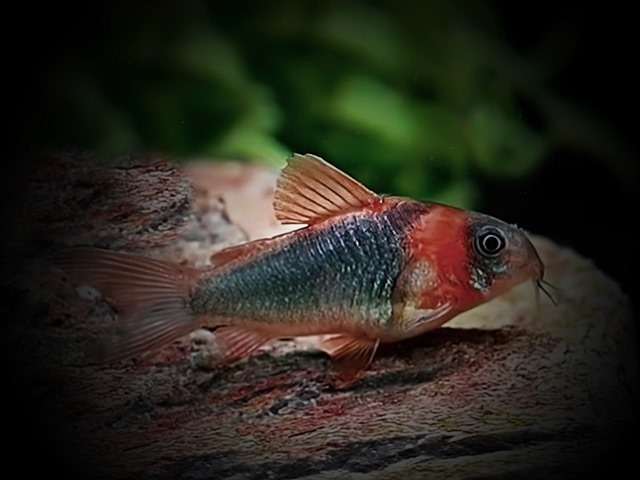 Dreieckspanzerwels Corydoras eques tefe