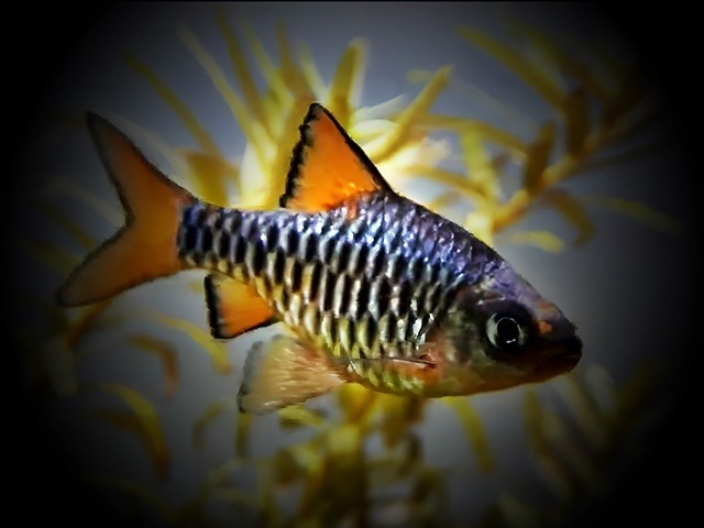 Eilandbarbe Puntius oligolepis