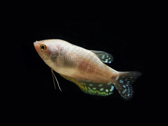 Fadenfisch Silber Platinum Trichogaster trichopterus
