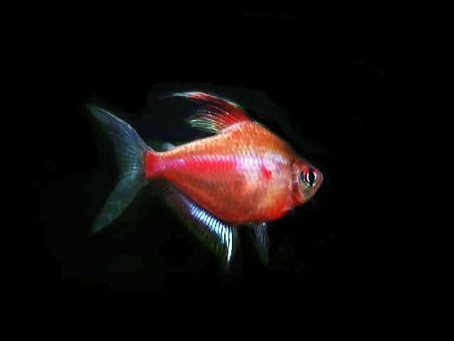 Fahnen Kirschflecksalmler Hyphessobrycon erythrostigma