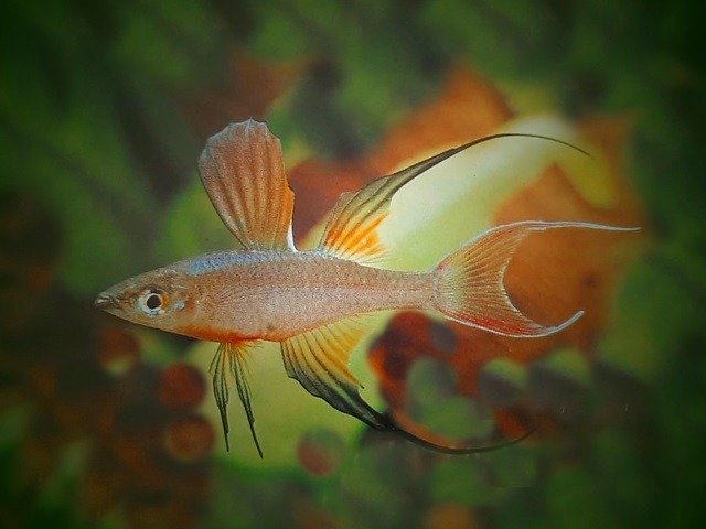 Filigranregenbogenfisch Iratherina werneri