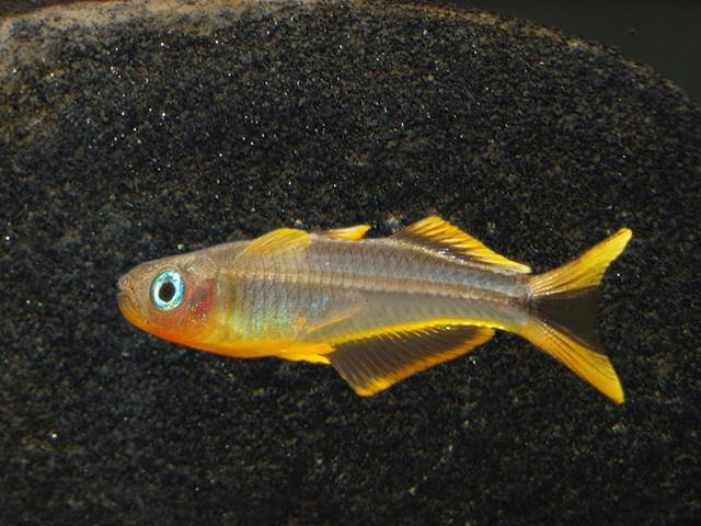 Gabelschwanz Blauauge Pseudomugil furcata
