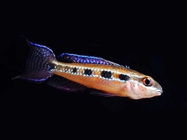 Gabelschwanz-Schachbrettcichlide Dicrossus filamentosa