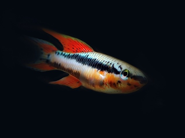 Gebänderter Prachtkärpfling Chromaphyosemion (Aphyosemion) bivittatum