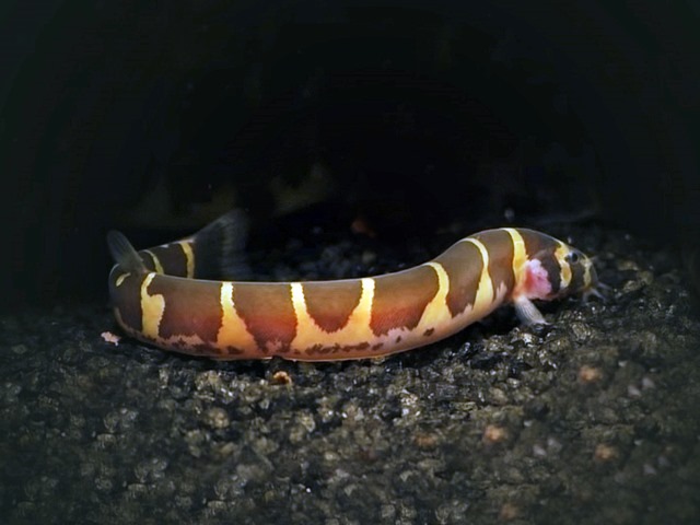 Geflecktes Dornauge Pangio kuhlii