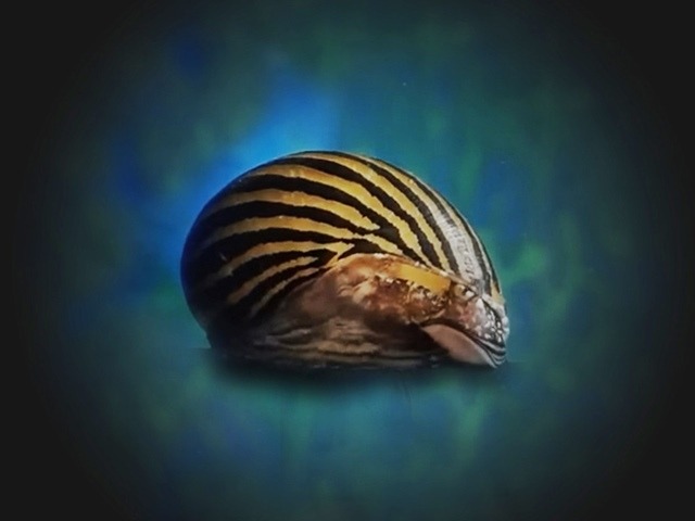 Gestreifte Rennschnecke Neritina natalensis