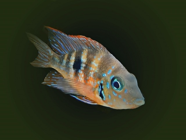 Goldbuntbarsch Thorichthys aureus