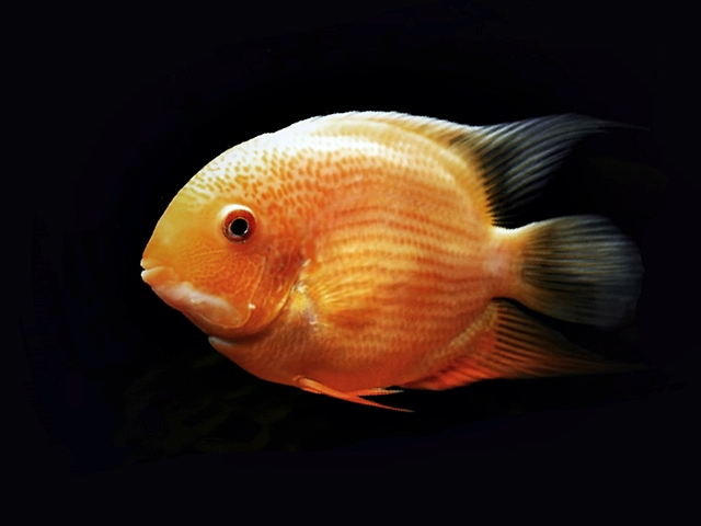 Goldener Augenfleckbuntbarsch Heros severus