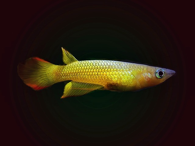 Goldener Streifenhechtling Aplocheilus lineatus