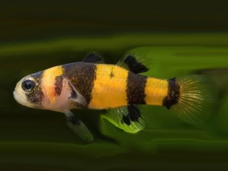 Goldringelgrundel Brachygobius doriae
