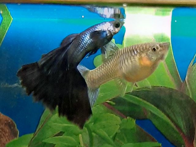 Guppy Grau Moskau Blau