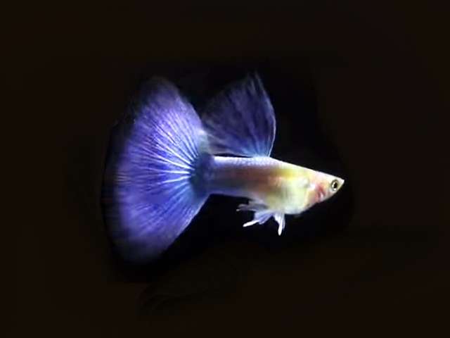 Guppy Neon Blau
