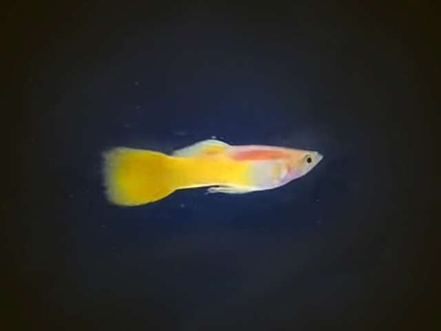 Guppy Neon Gold