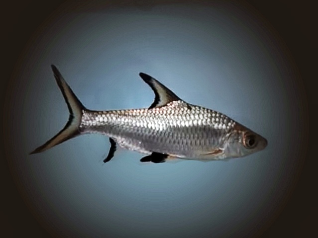Haibarbe Belantiocheilus melanopterus