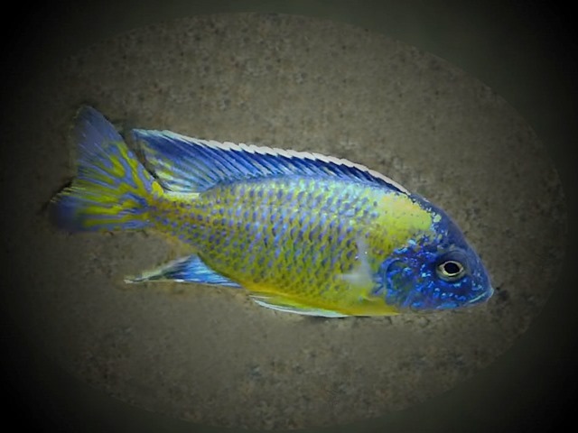 Kaiserbuntbarsch Aulonocara stuartgranti Blue Neon