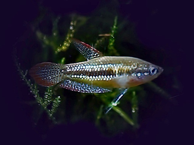 Knurrender Zwerggurami Trichopsis pumilus