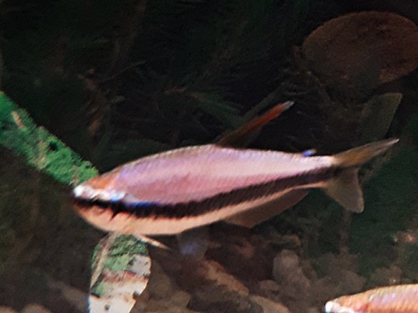 Königssalmler Inpaichthys kerri