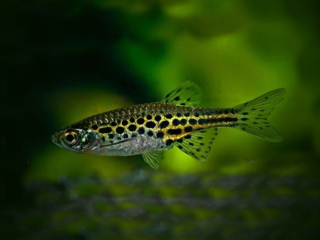 Leopardbärbling Brachydanio frankei