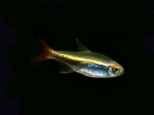 Loretosalmler Hyphessobrycon loretoensis