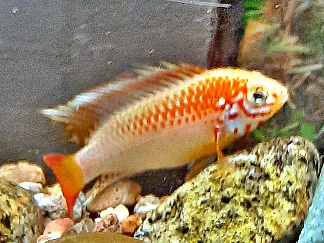 Villavicencio Zwergbuntbarsch gold Apistogramma macmasteri