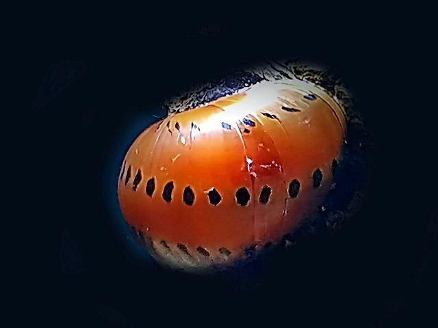 Mosaikrennschnecke Neritina spec. Onion