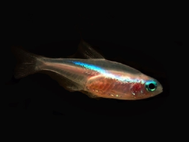 Neonsalmler gold Paracheirodon innesi
