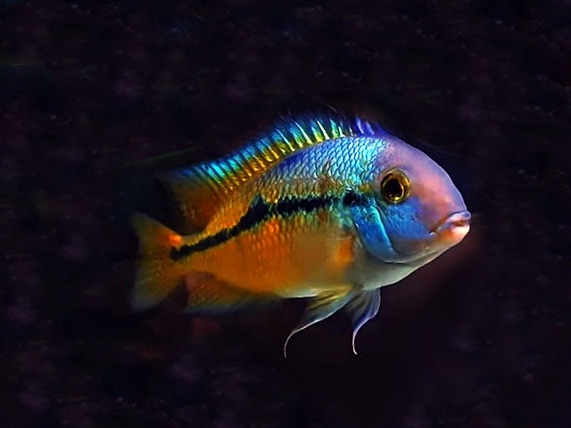 Nicaraguabuntbarsch Hypsophrys (Cichlasoma) nicaraguense