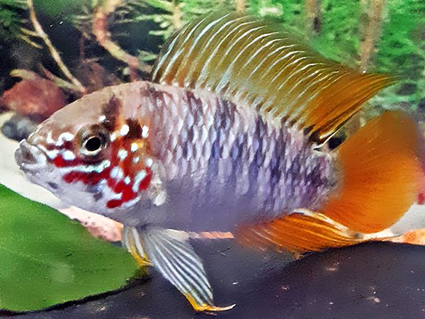 Opal Apistogramma Apistogramma borelli opal
