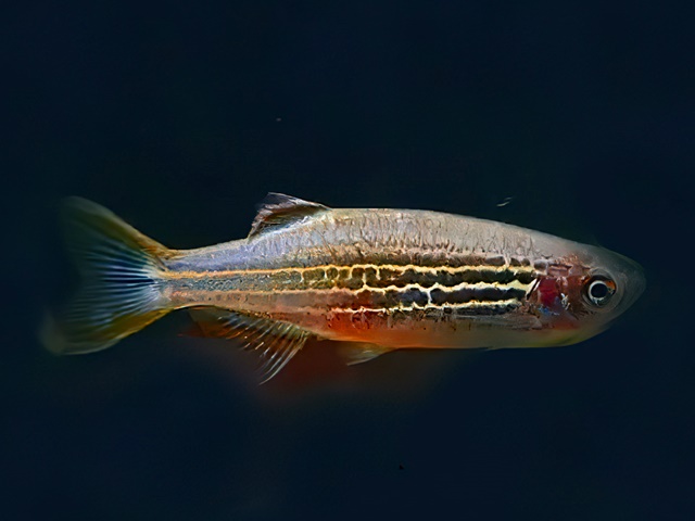 Orangeflossenbärbling Danio quagga